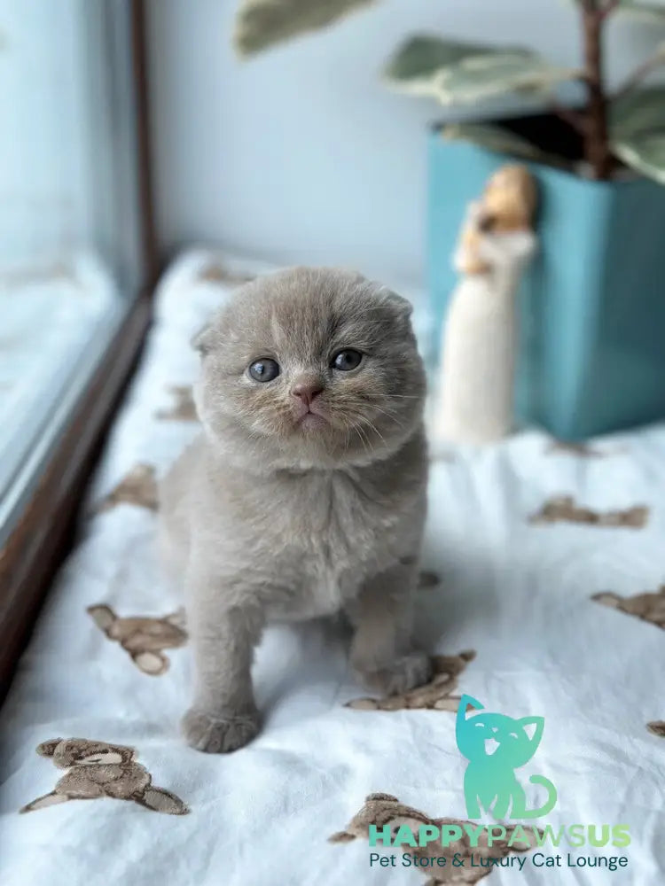Nala Scottish Fold female lilac - live animals