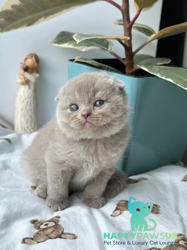 Nala Scottish Fold female lilac - live animals