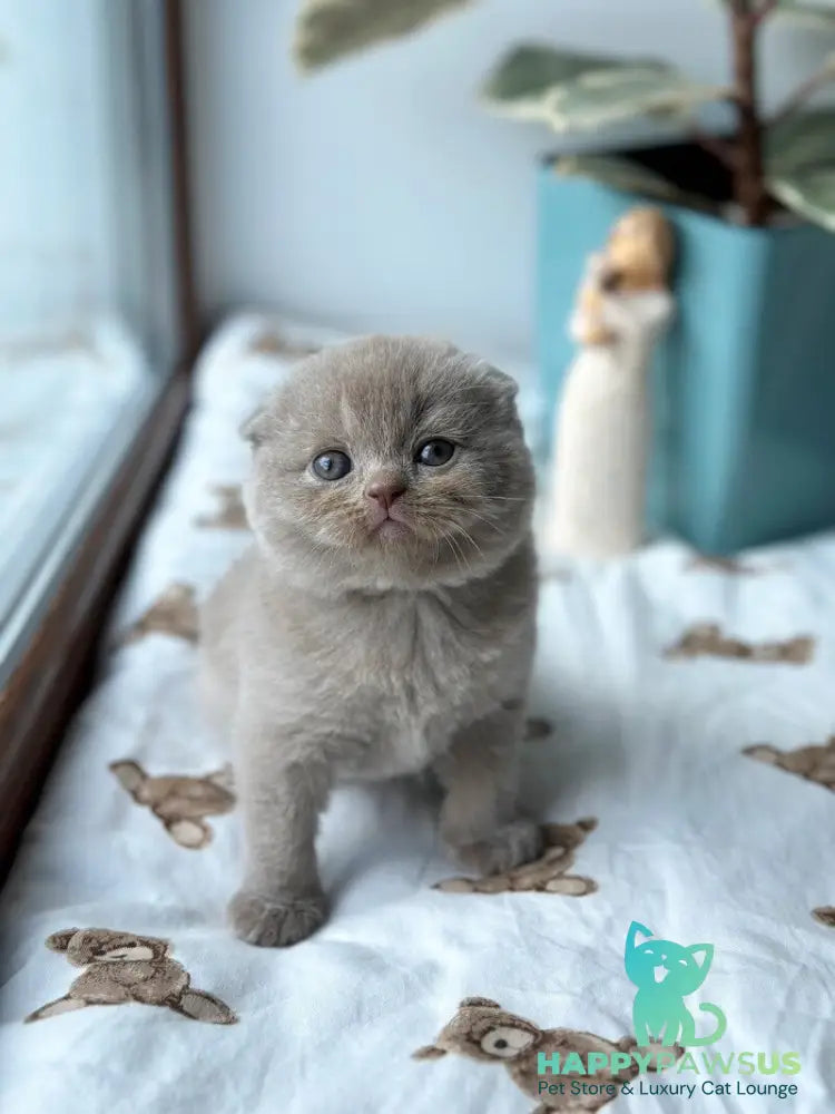 Nala Scottish Fold female lilac - live animals