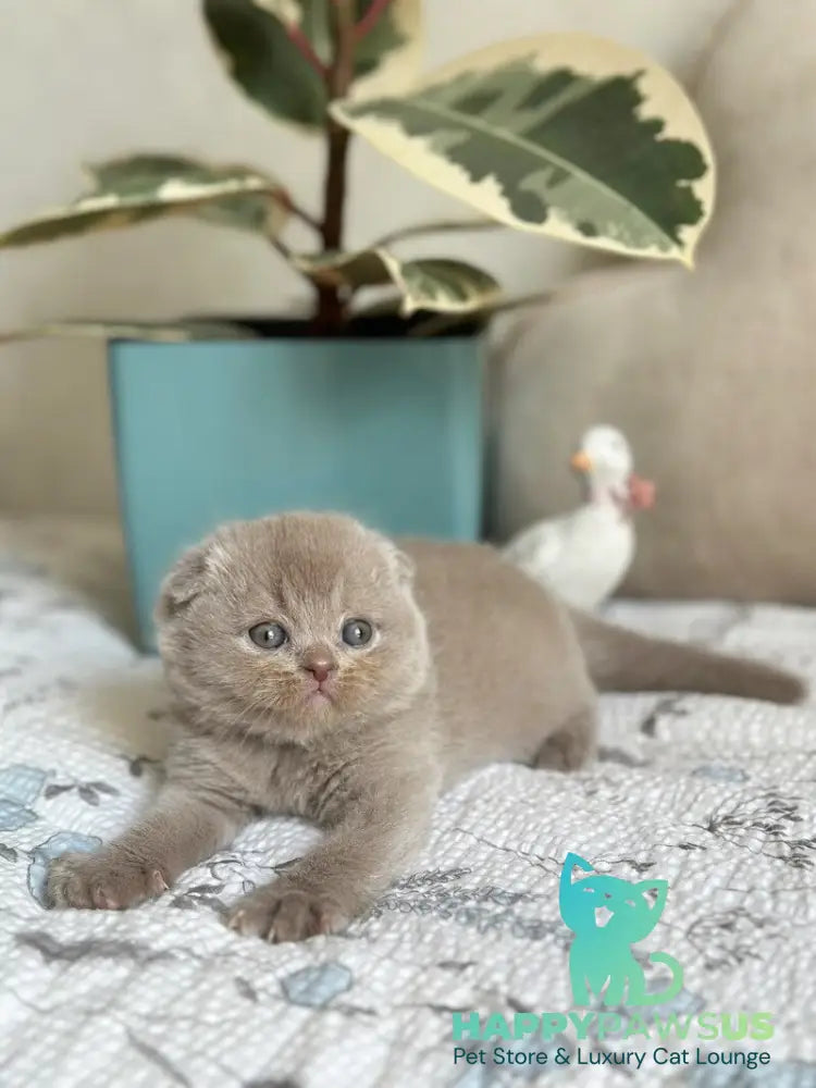 Nala Scottish Fold female lilac - live animals