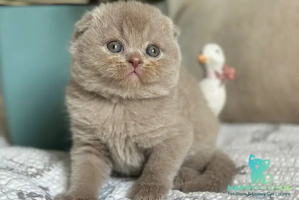 Nala Scottish Fold female lilac - live animals