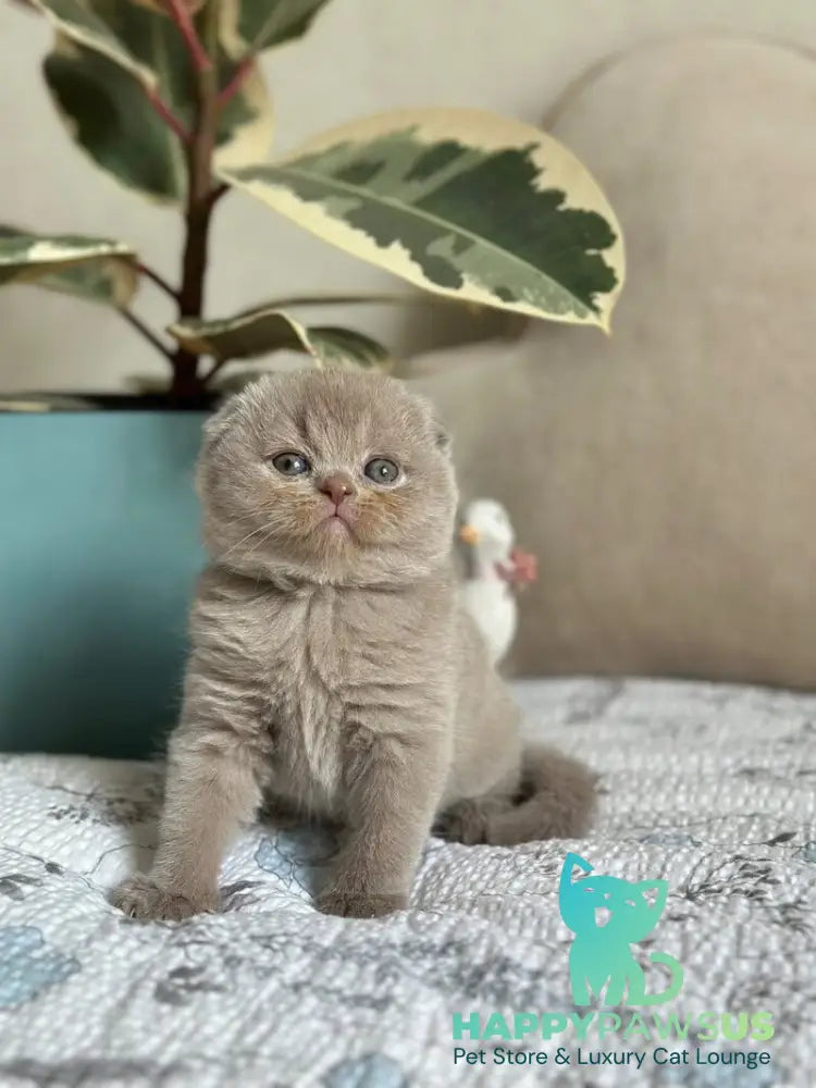 Nala Scottish Fold female lilac - live animals