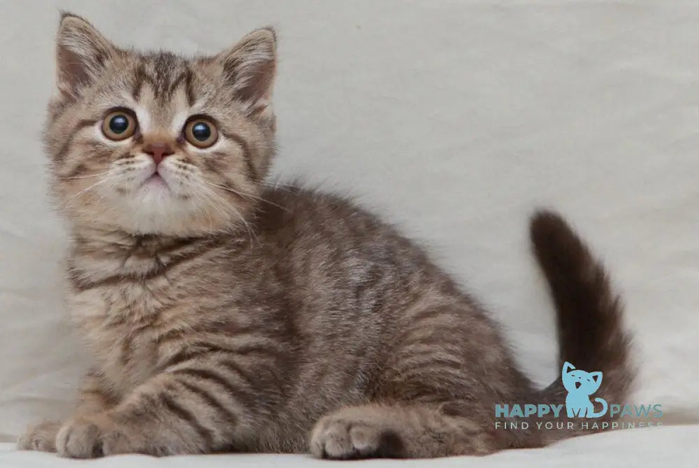 Nalim British Shorthair male chocolate spotted tabby live animals
