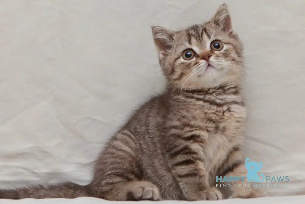 Nalim British Shorthair male chocolate spotted tabby live animals