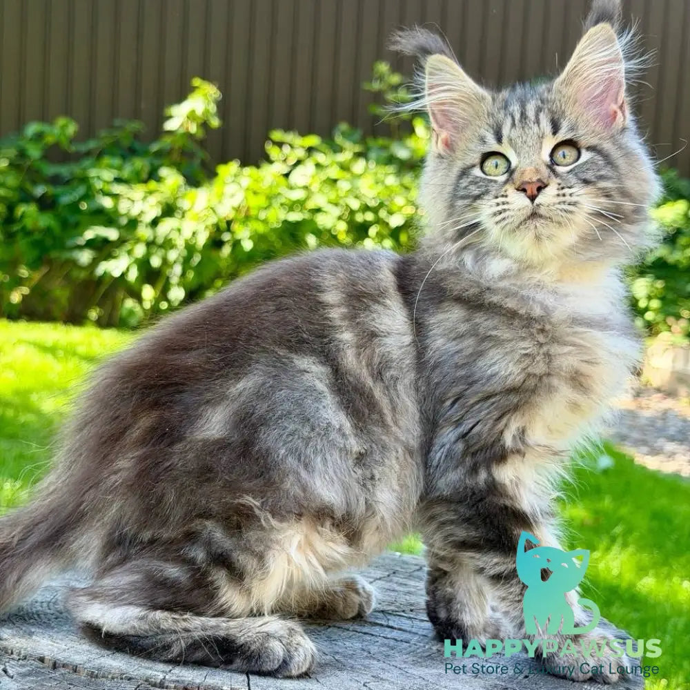 Nalla Maine Coon female black tabby - live animals