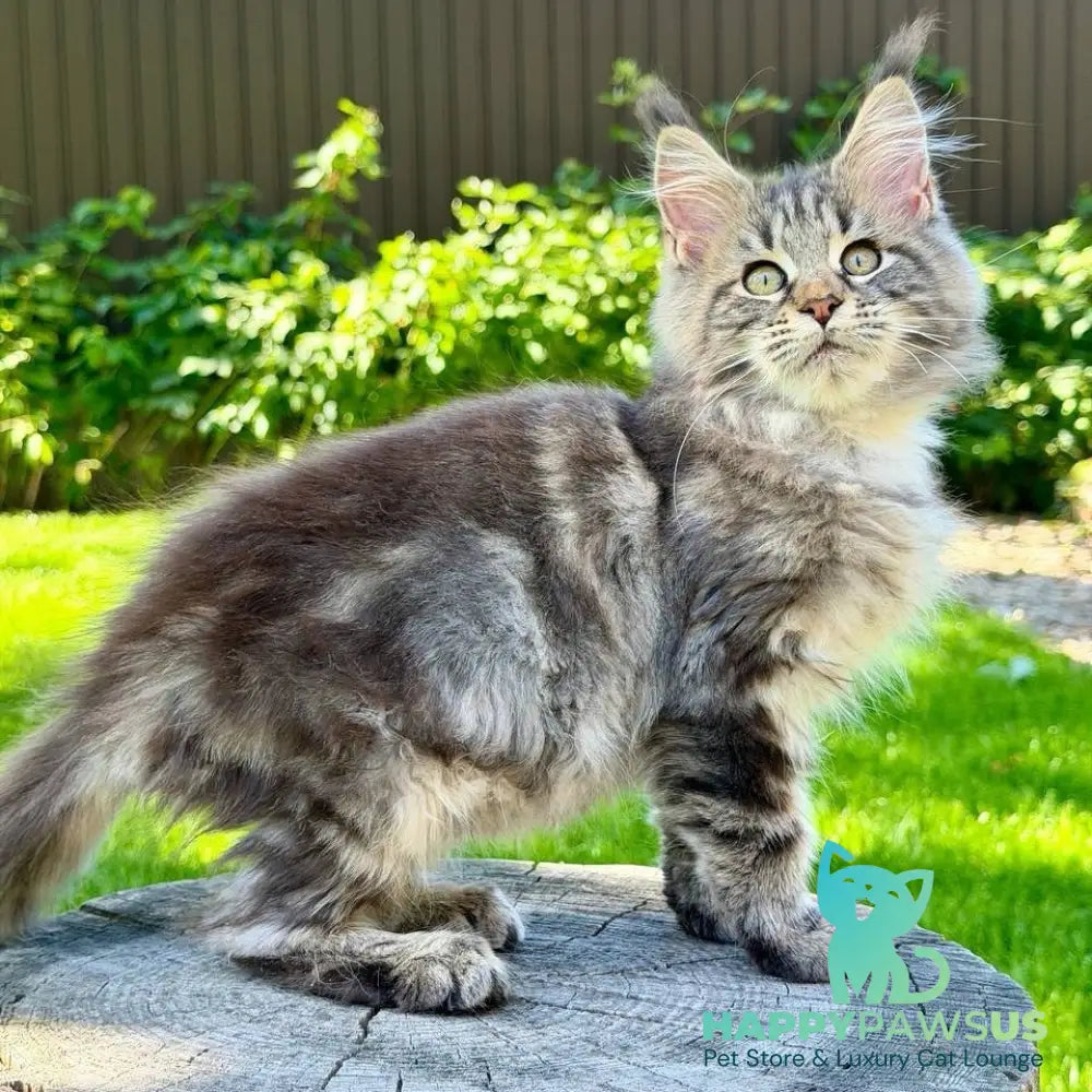 Nalla Maine Coon female black tabby - live animals