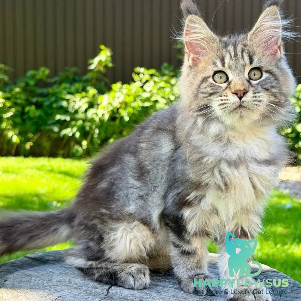 Nalla Maine Coon female black tabby - live animals