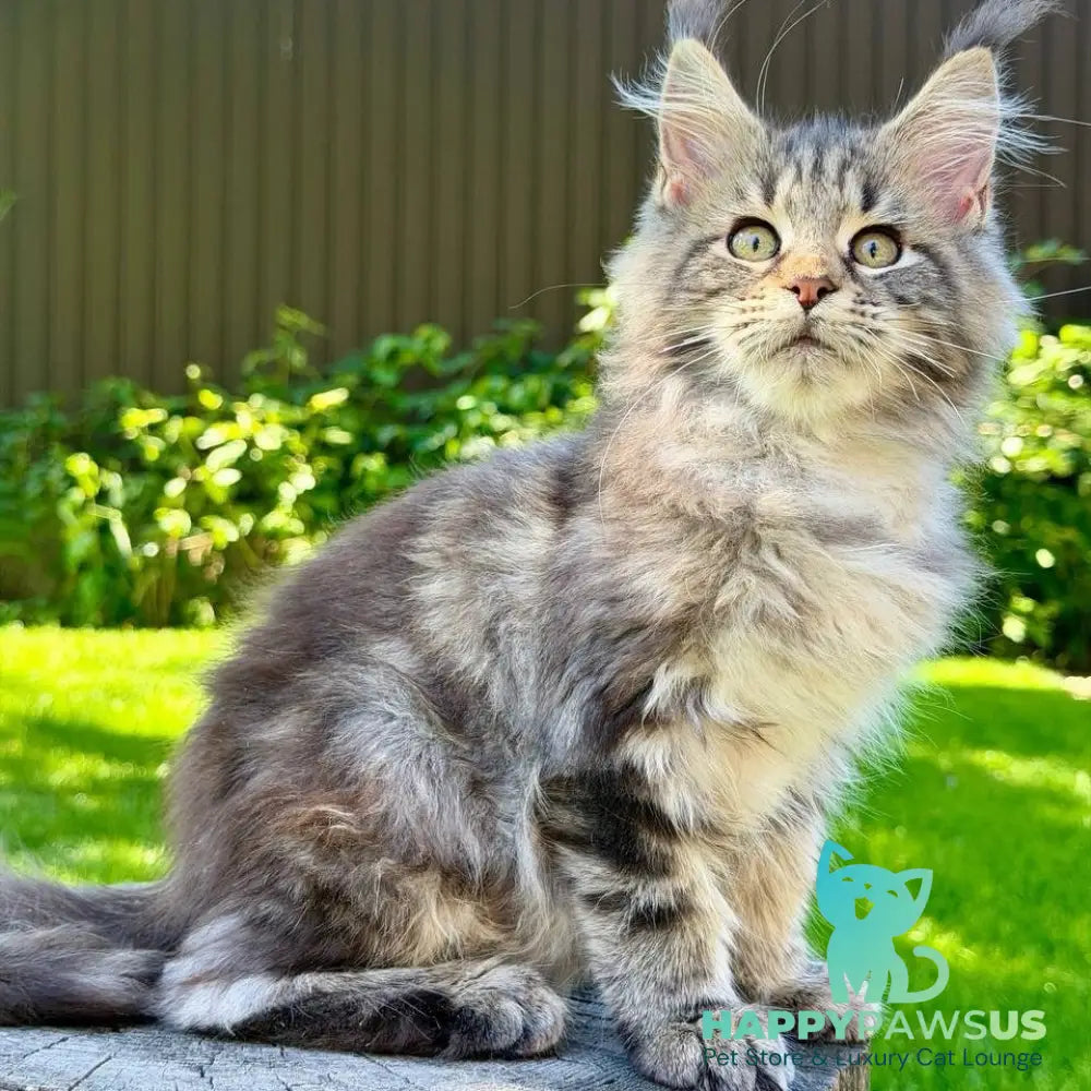 Nalla Maine Coon female black tabby - live animals