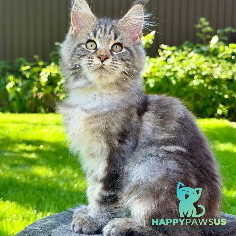 Nalla Maine Coon female black tabby - live animals