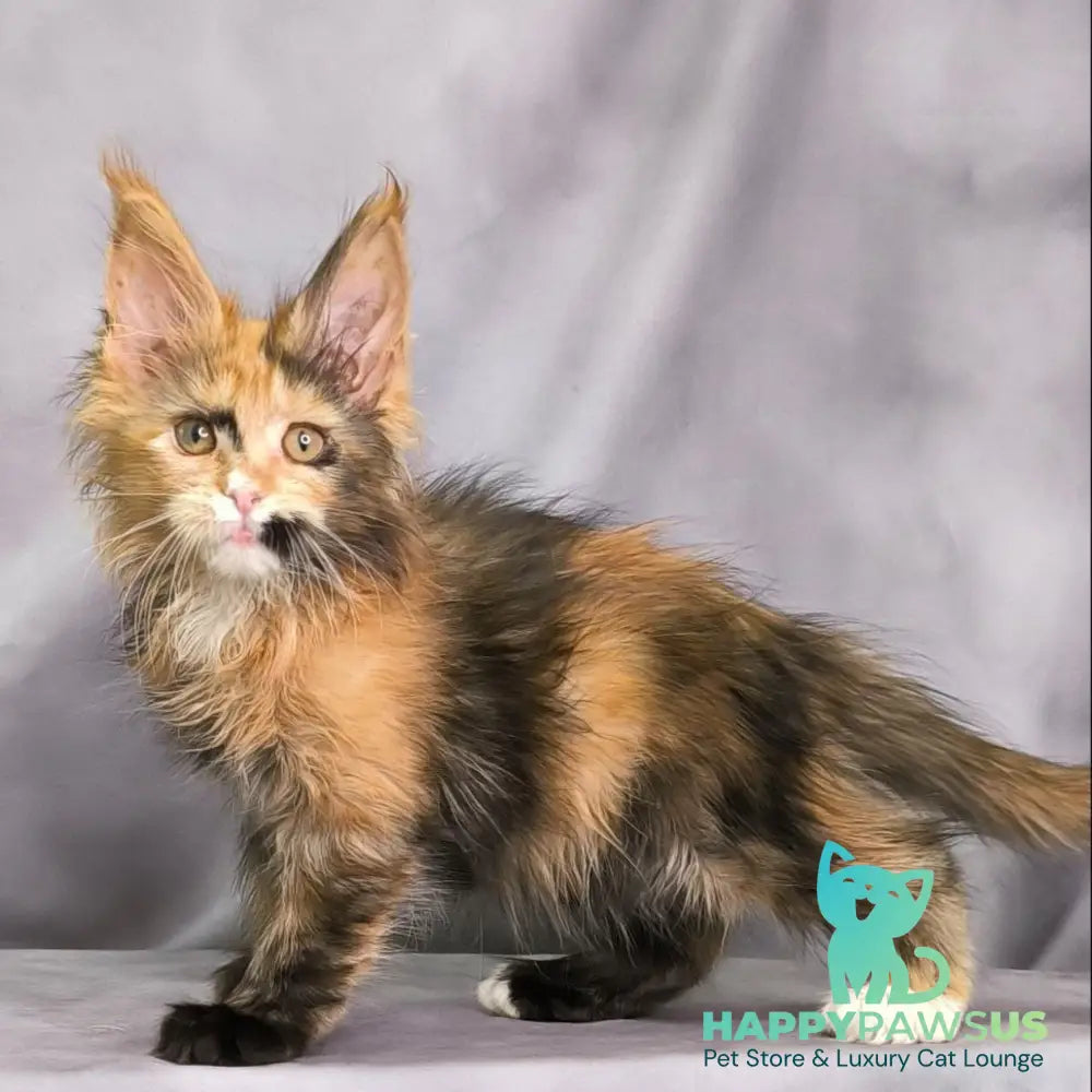 Nami Maine Coon polydactyl 5x5x6x6 female black tortie with white - live animals