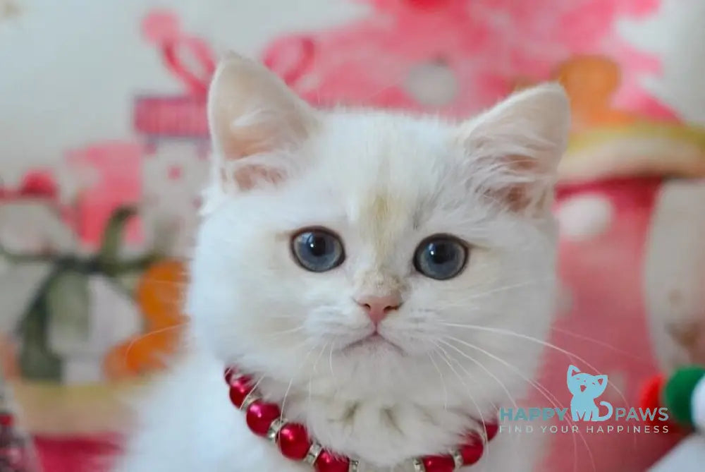 Nana British Shorthair female black golden chinchilla pointed live animals