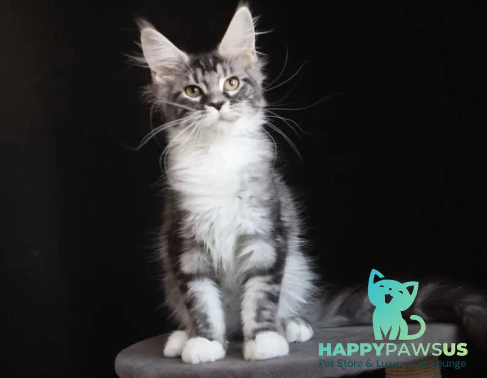 Nana Maine Coon female black silver tabby with white live animals