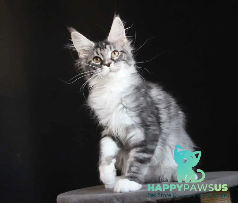 Nana Maine Coon female black silver tabby with white live animals