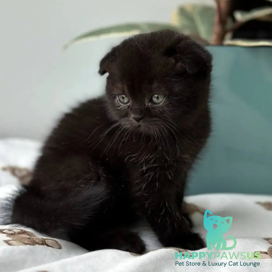 Nana Scottish Fold female black - live animals