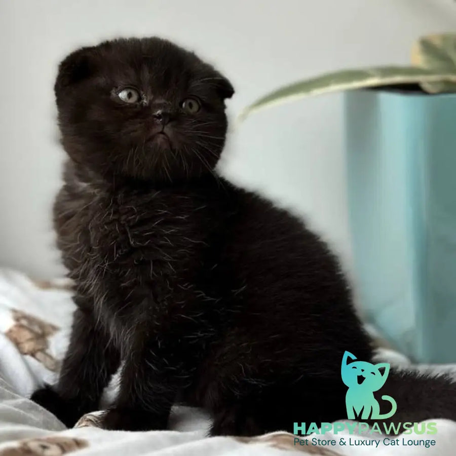 Nana Scottish Fold female black - live animals