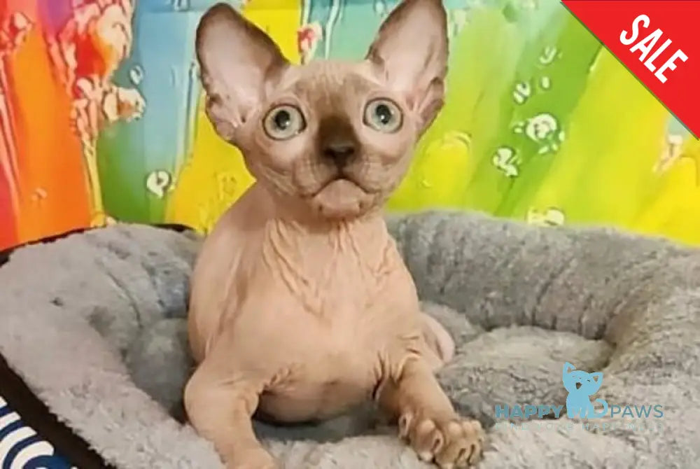 Nancy Canadian Sphynx female chocolate pointed live animals