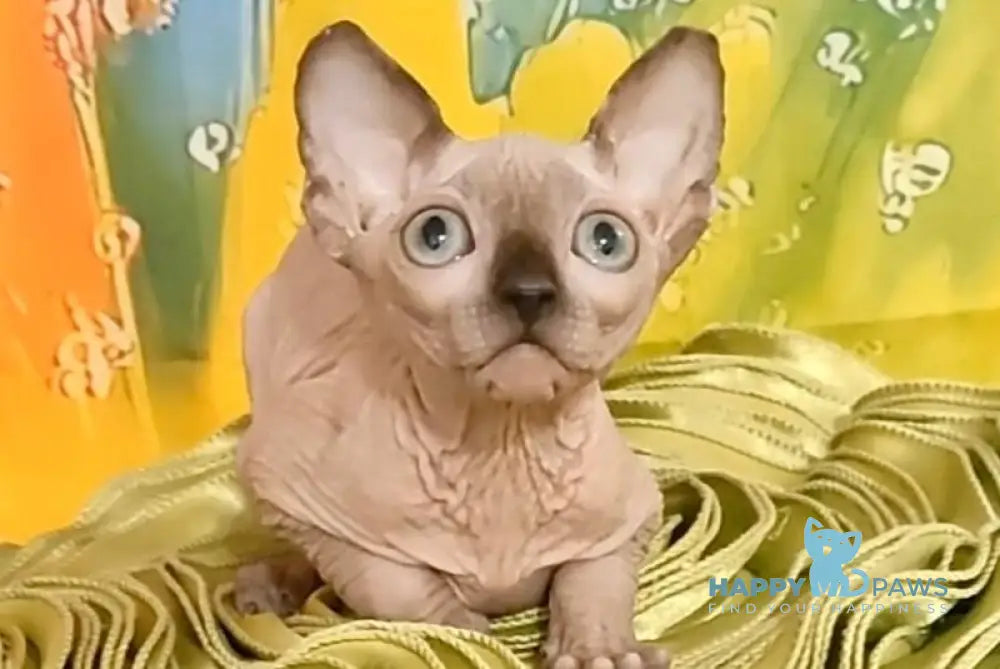Nancy Canadian Sphynx female chocolate pointed live animals