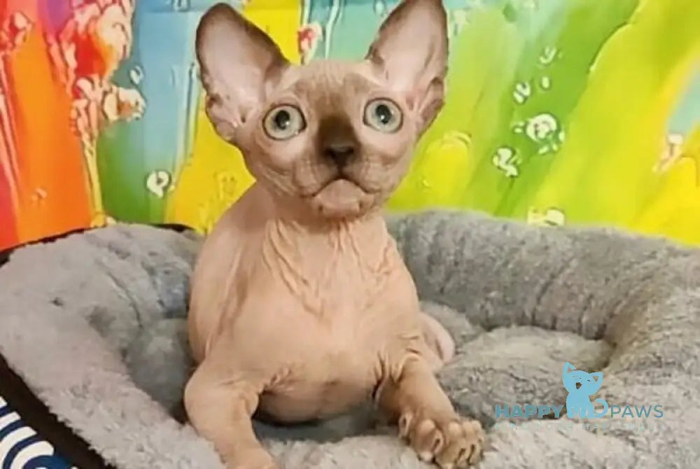 Nancy Canadian Sphynx female chocolate pointed live animals