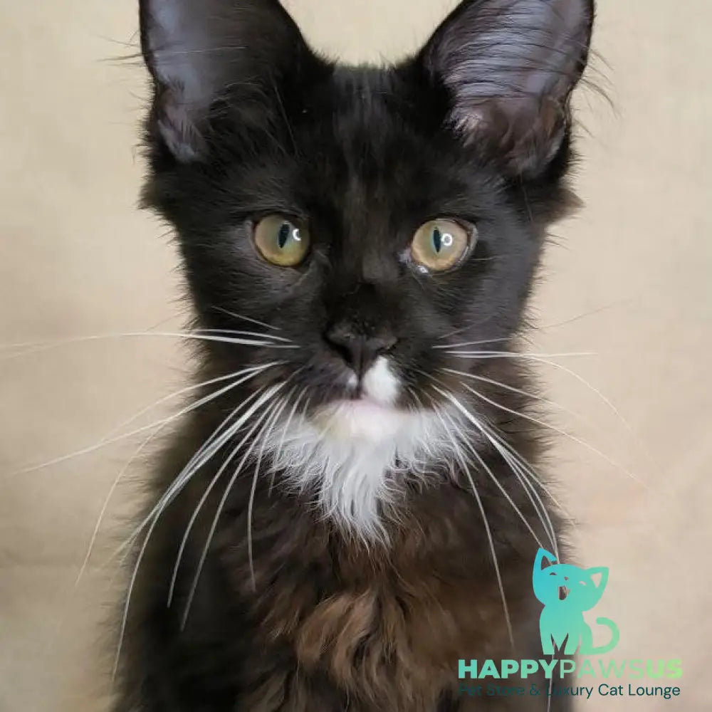 Nandi Maine Coon male black with white - live animals