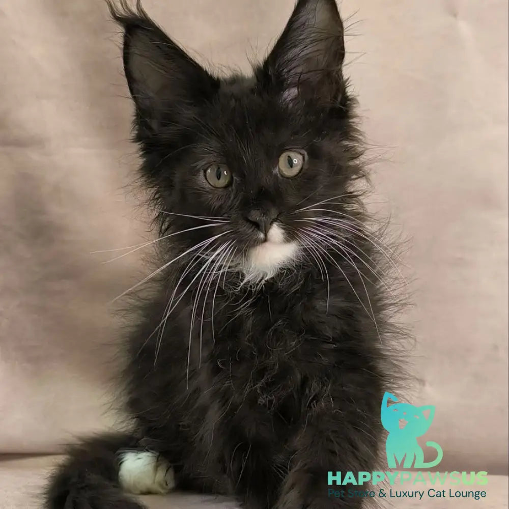 Nandi Maine Coon male black with white - live animals