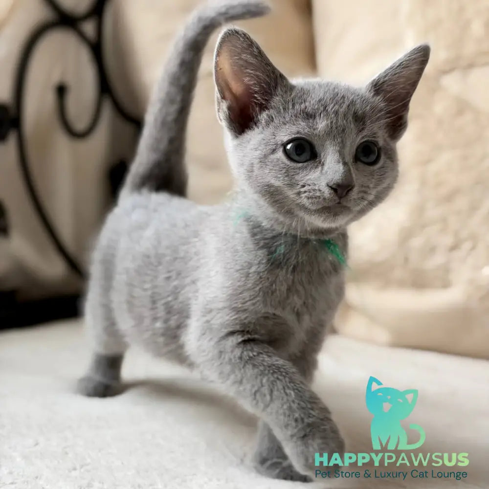 Nanny Russian Blue female blue - live animals