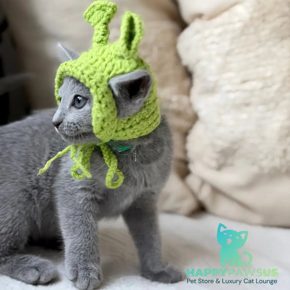 Nanny Russian Blue female blue - live animals
