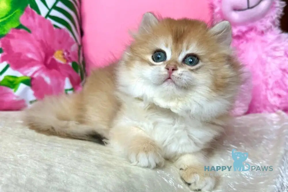 Naomi British Longhair female black golden chinchilla live animals