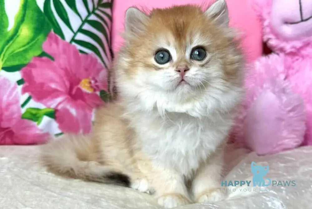 Naomi British Longhair female black golden chinchilla live animals