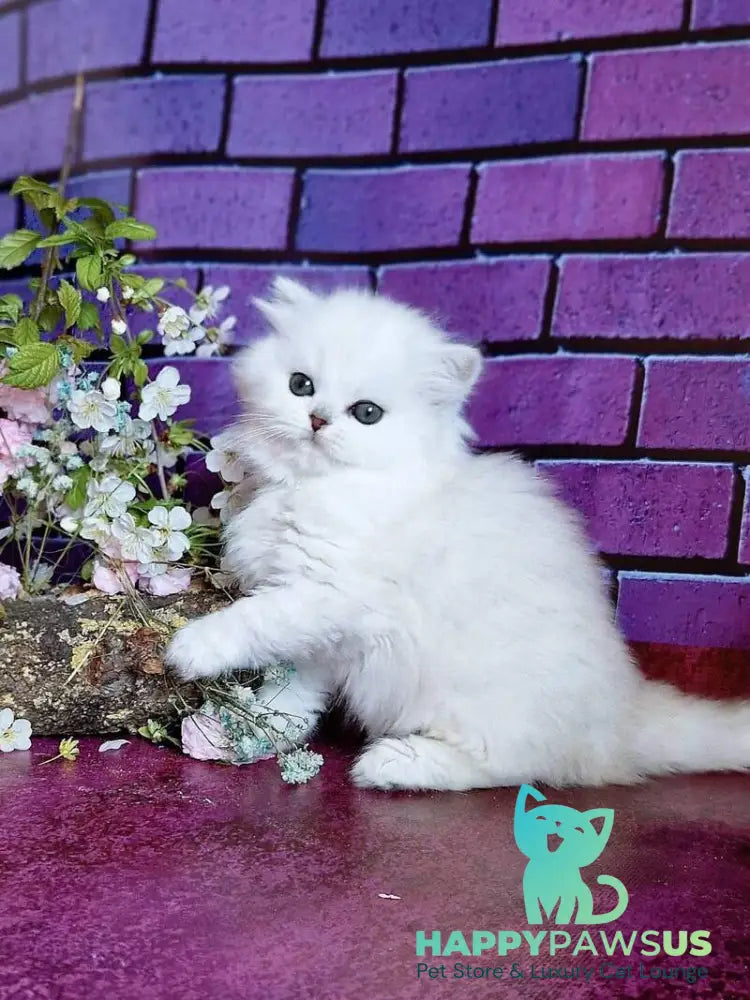 Naomi British Longhair female black silver shaded - live animals
