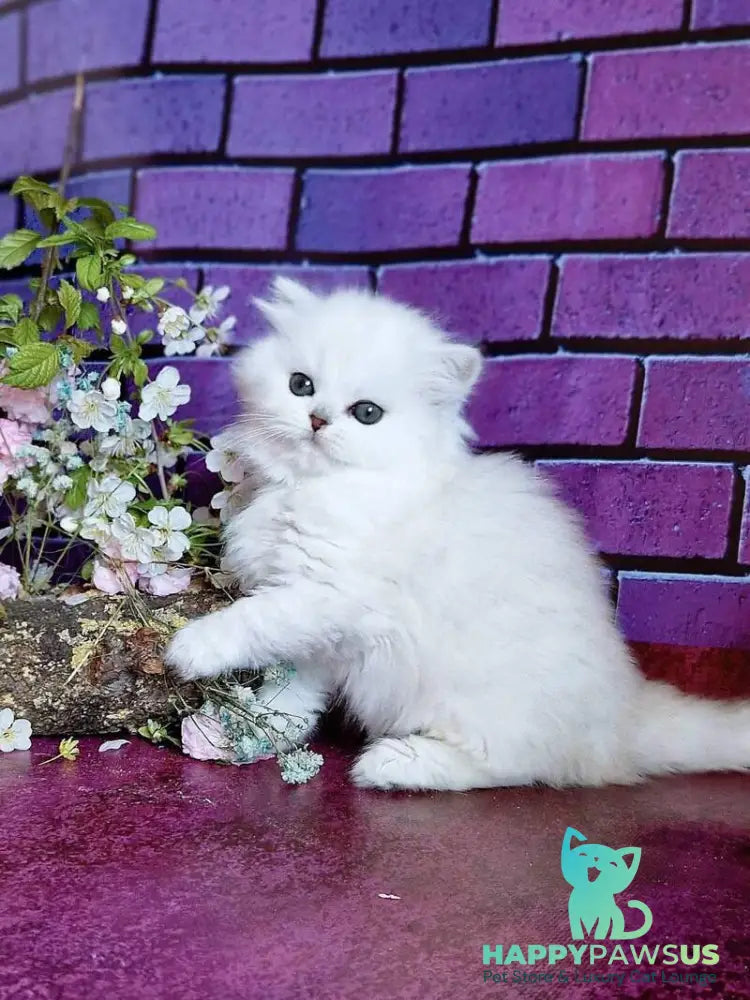 Naomi British Longhair female black silver shaded - live animals