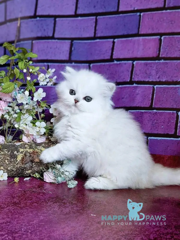 Naomi British Longhair female black silver shaded - live animals