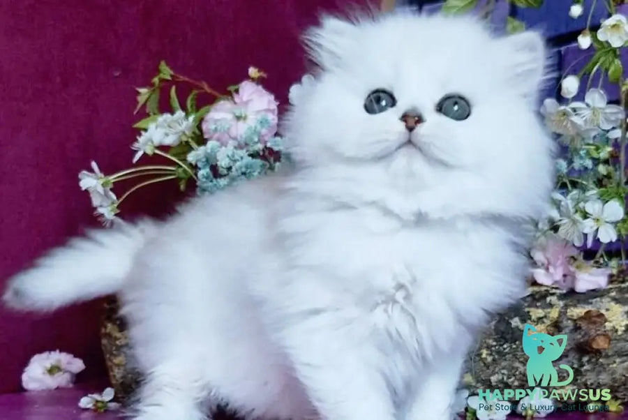 Naomi British Longhair female black silver shaded - live animals