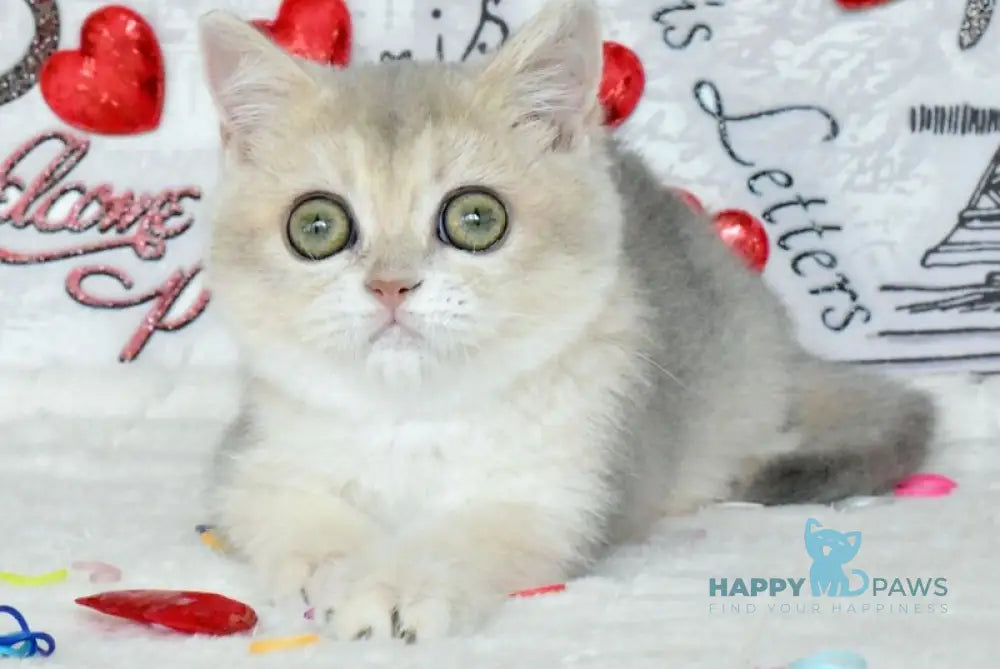 Naomi British Shorthair female blue golden shaded live animals