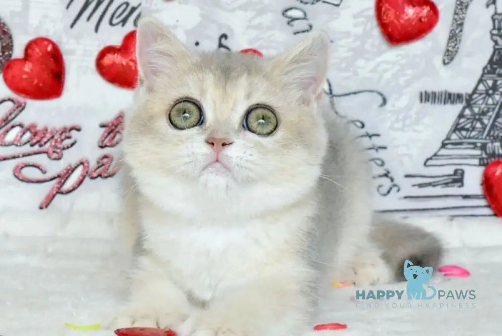 Naomi British Shorthair female blue golden shaded live animals