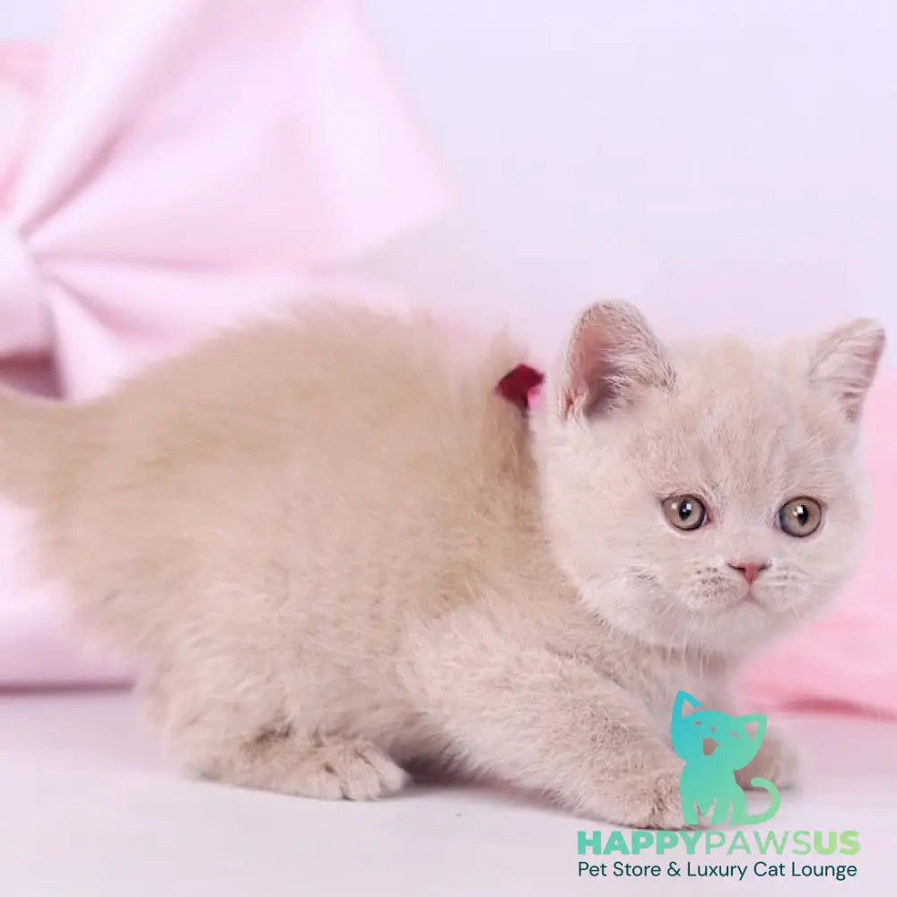 Naomi British Shorthair female fawn - live animals