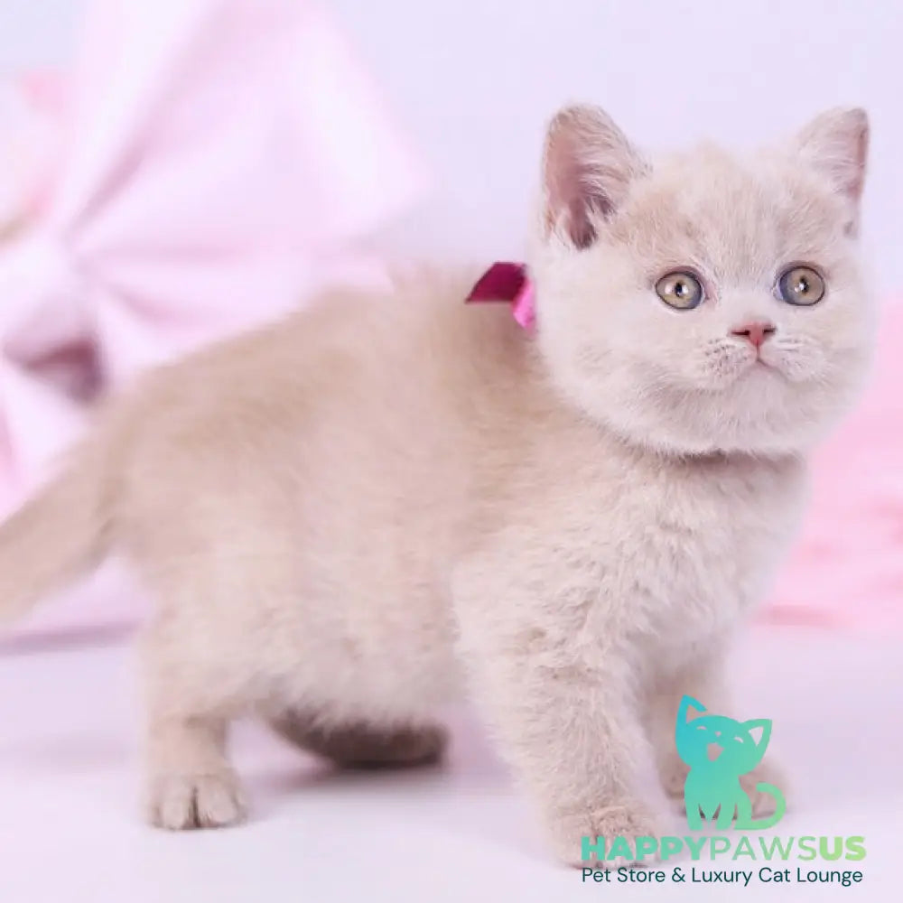 Naomi British Shorthair female fawn - live animals