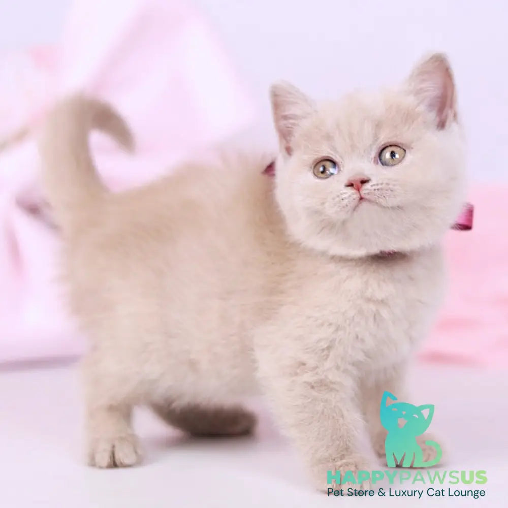Naomi British Shorthair female fawn - live animals