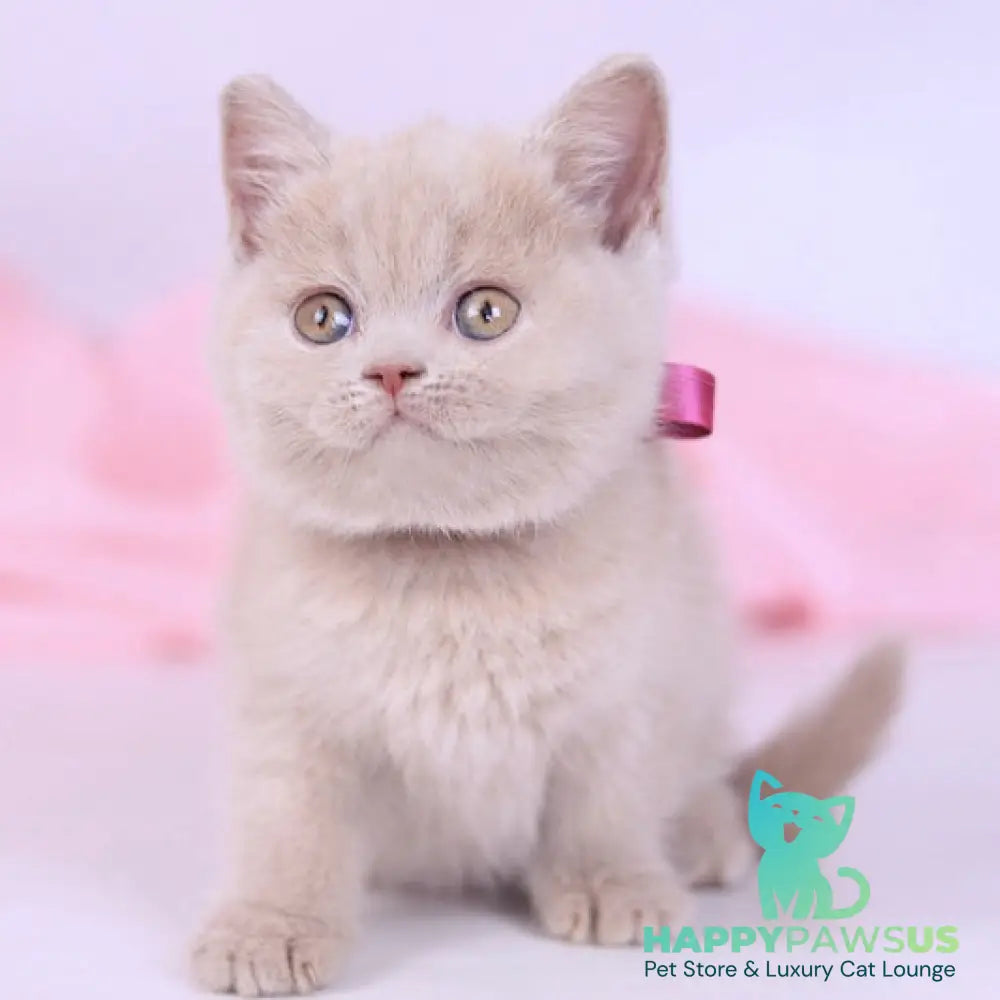 Naomi British Shorthair female fawn - live animals