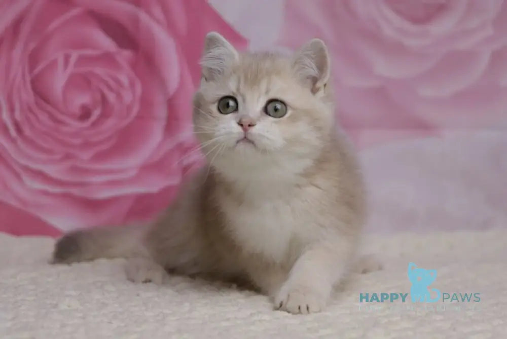 Naomi British Shorthair female lilac golden shaded live animals