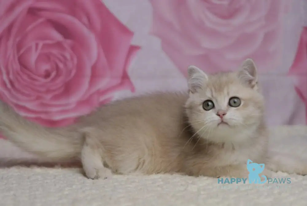 Naomi British Shorthair female lilac golden shaded live animals