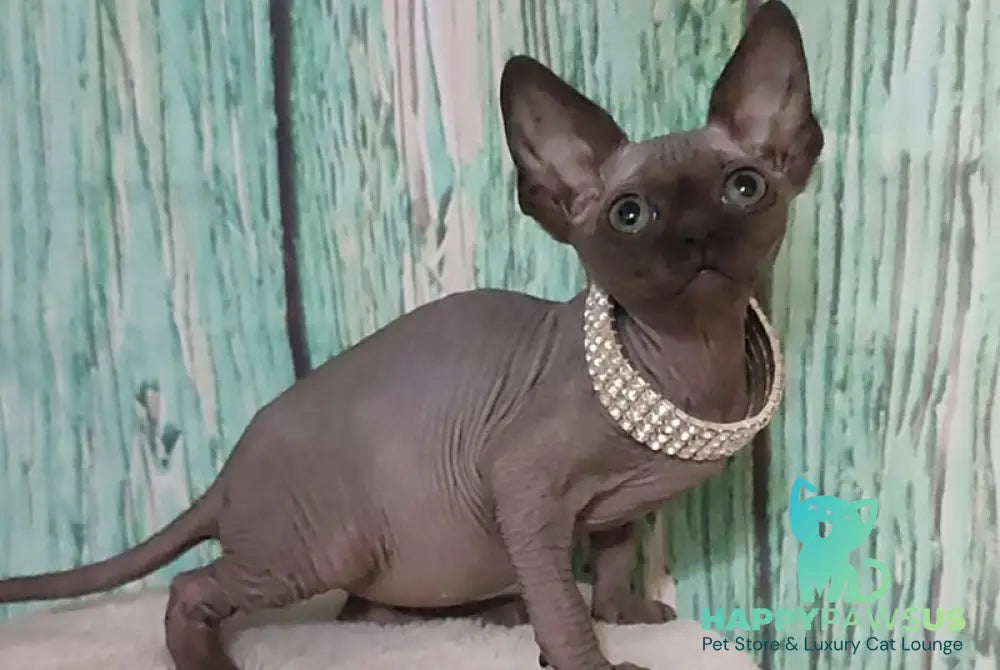 Naomi Canadian Sphynx female black - live animals