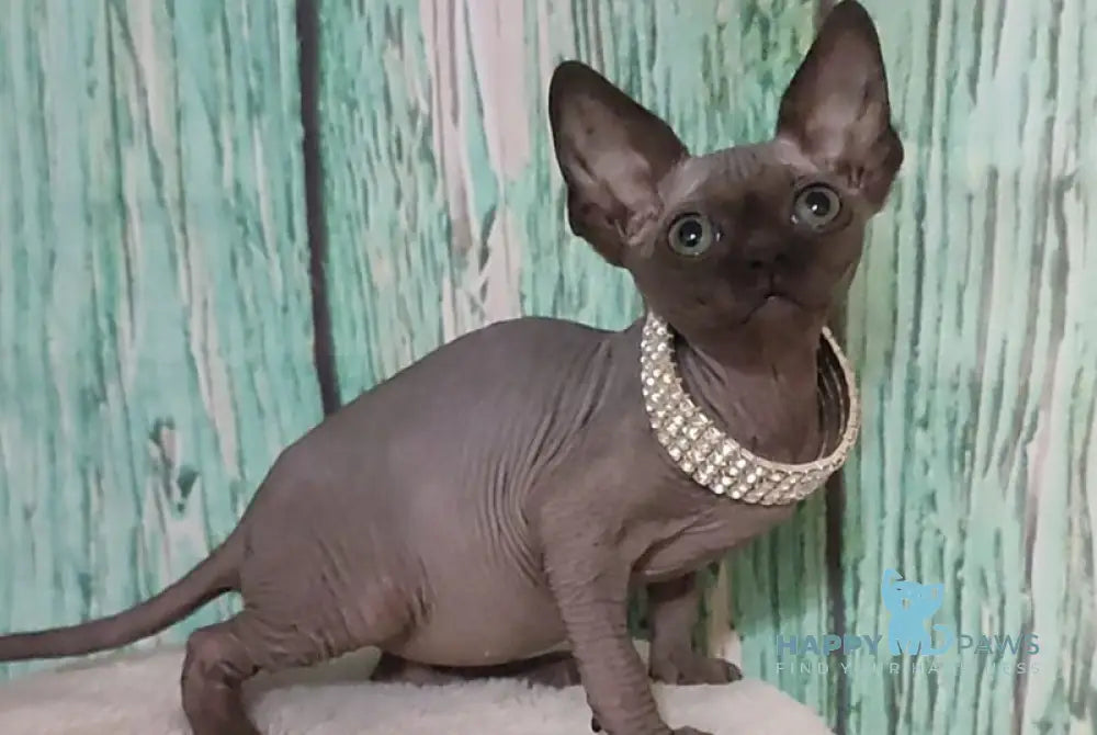 Naomi Canadian Sphynx female black - live animals