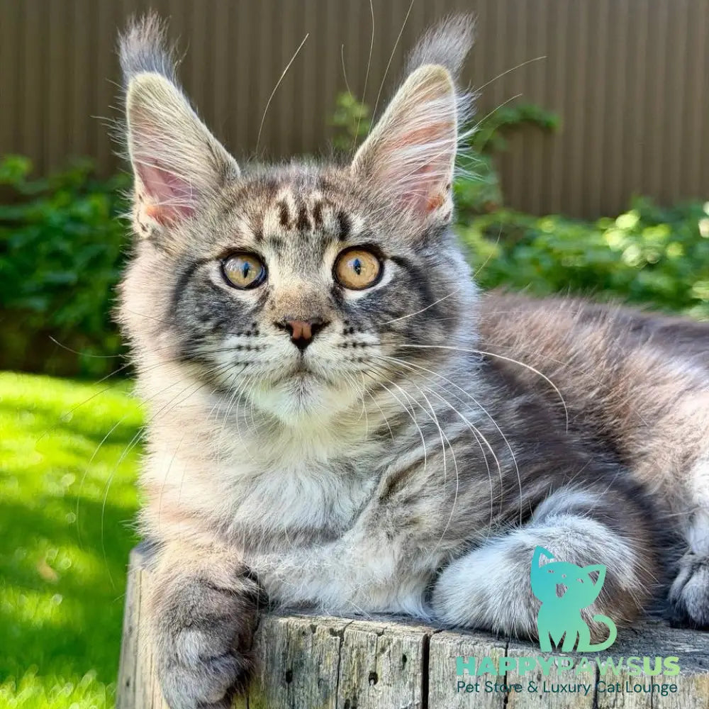 Naomi Maine Coon female black tabby - live animals