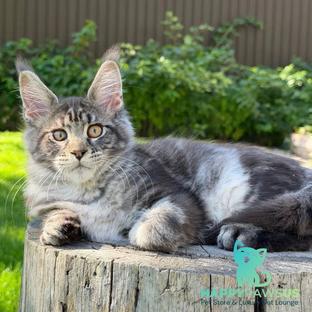 Naomi Maine Coon female black tabby - live animals