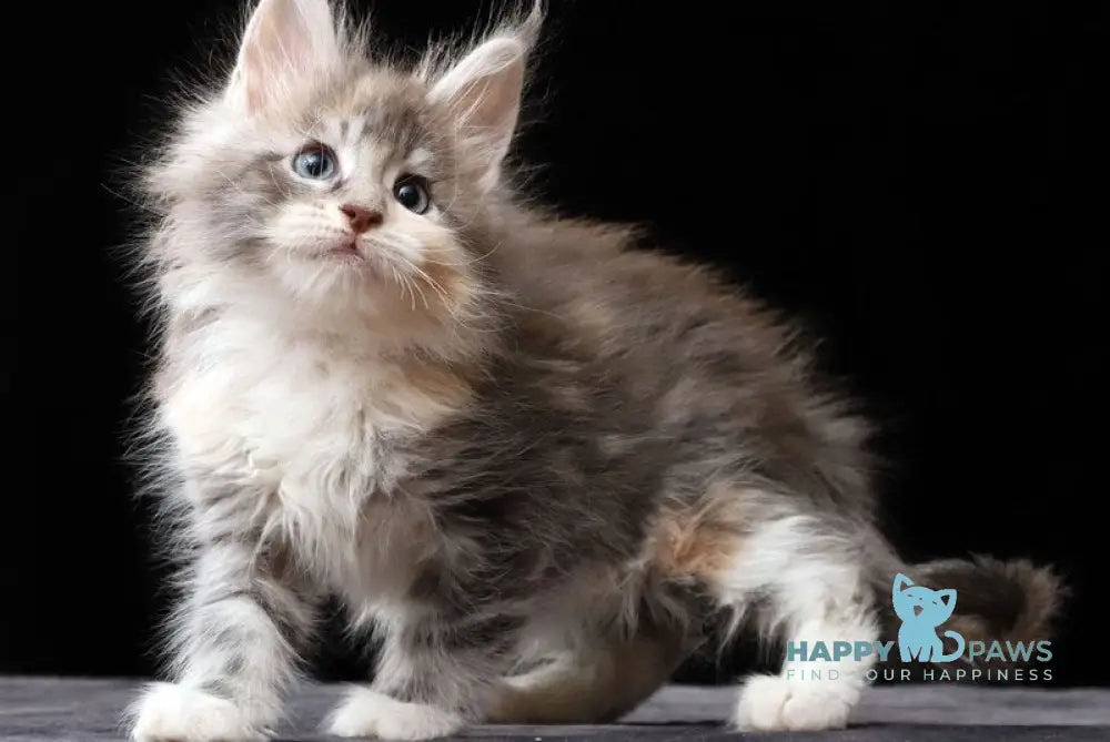 Naomi Maine Coon female blue tortie silver tabby bicolour live animals