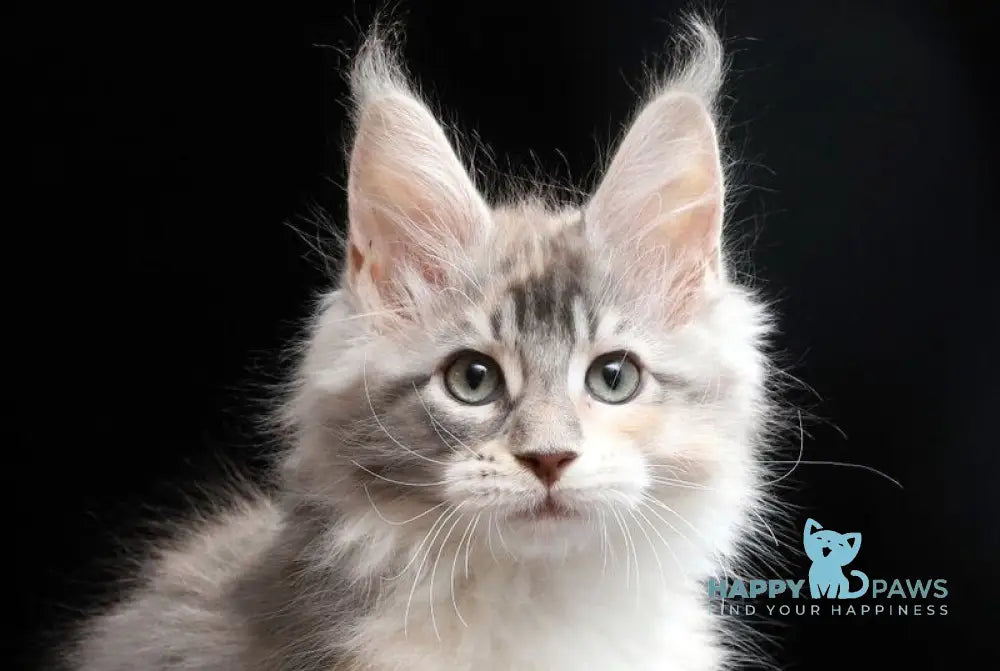Naomi Maine Coon female blue tortie silver tabby bicolour live animals