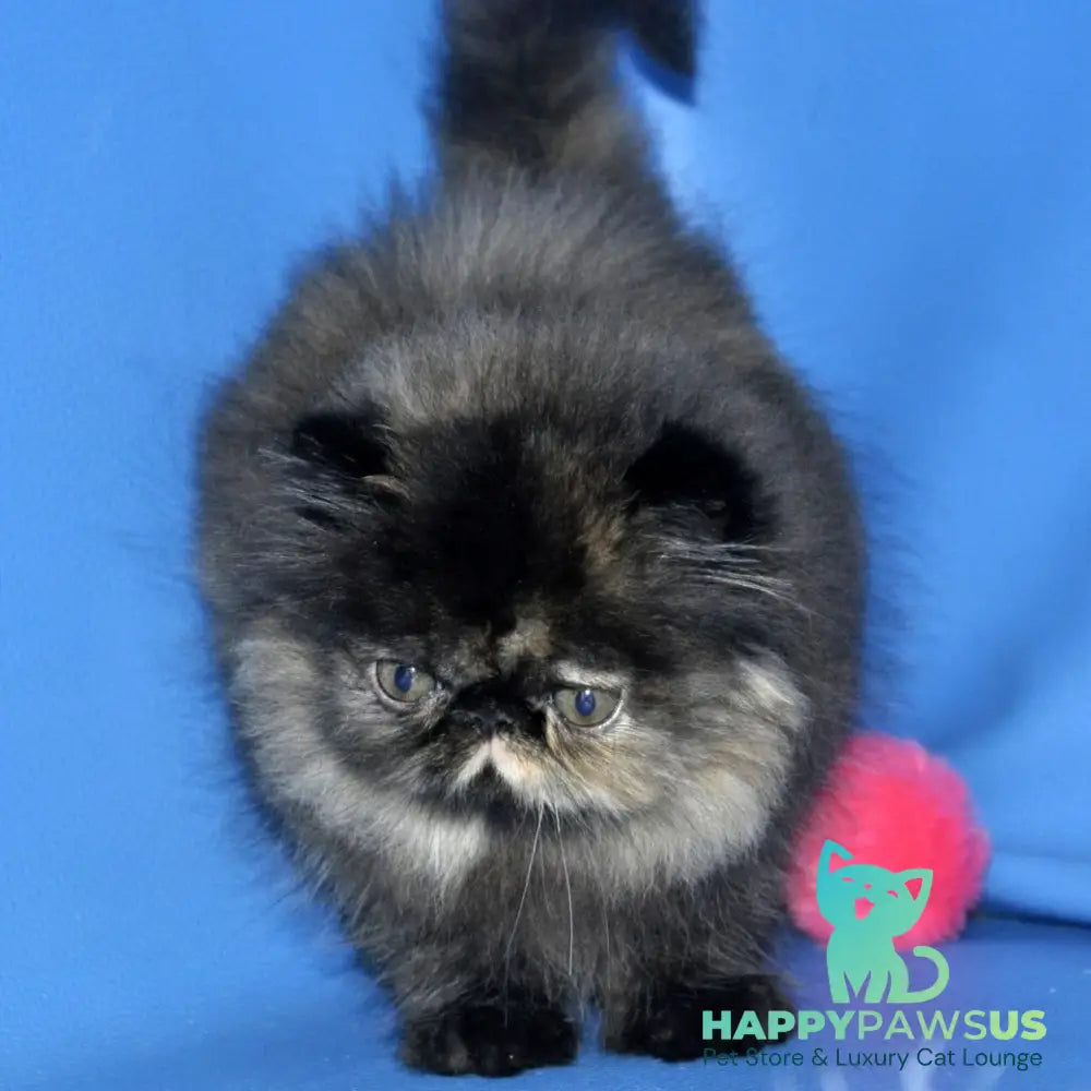 Naomi Persian female black tortie tabby - live animals