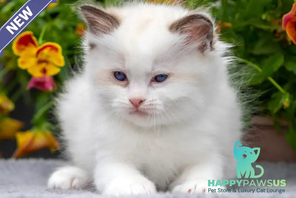 Naomi Ragdoll female seal bicolour - live animals