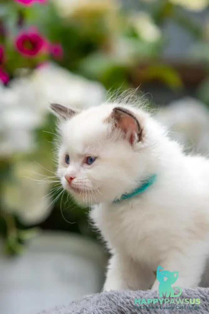 Naomi Ragdoll female seal bicolour - live animals