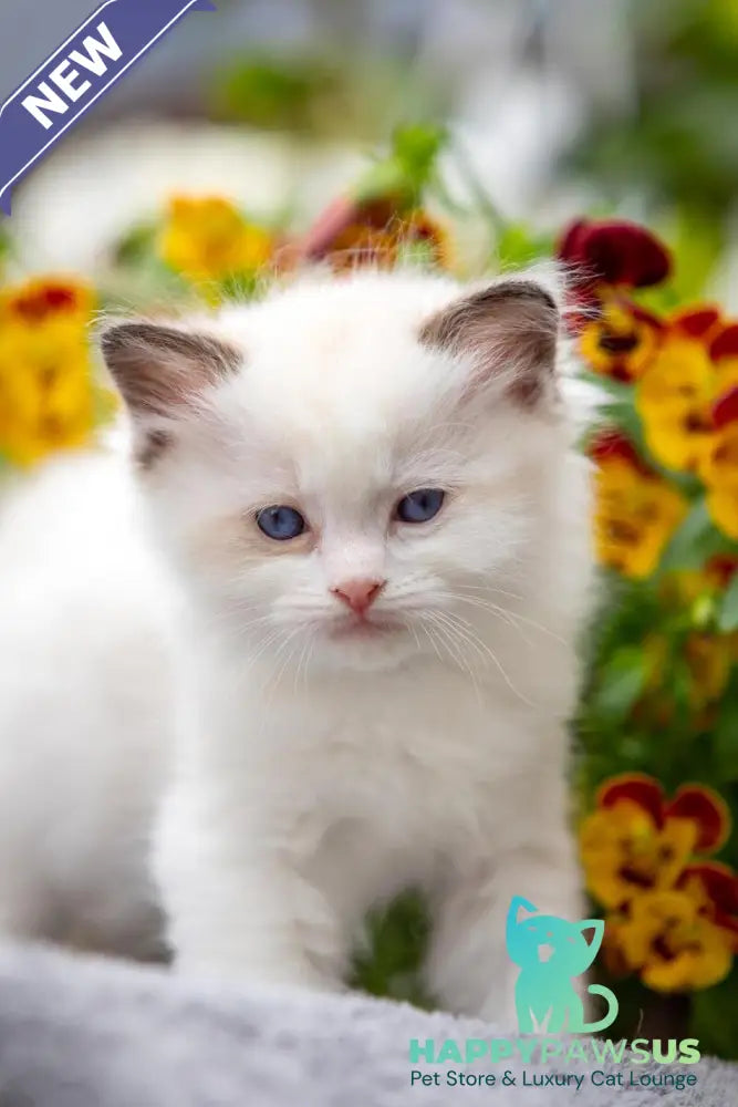 Naomi Ragdoll female seal bicolour - live animals